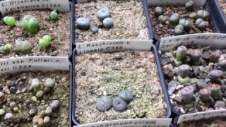 Titanopsis And Haworthia Seedlings Update [upl. by Trebleda]