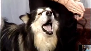 Singing Dog Contest on Johnny Carsons Tonight Show 1987 [upl. by Amias]