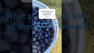 Berry season is the best cottagecore homemade blueberries [upl. by Canter744]