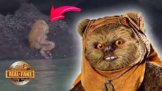 Real or Fake Mystery EWOKLIKE Creatures Discovered amp More [upl. by Leahicm554]