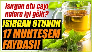 Isırgan Otu Faydaları Nelerdir Neye İyi Gelir Isırgan Otu Çayının Faydaları [upl. by Adore]