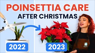 What To Do With Poinsettias After Christmas 🔔 Houseplant Care Tips  how to prune grow and bloom [upl. by Inavoig]