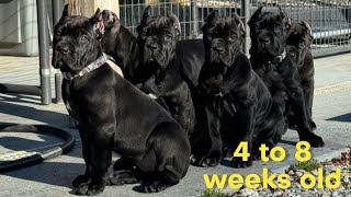 Cane Corso PUPPIES 4 to 8 weeks old shenanigans canecorso dogtraining dog [upl. by Yedrahs]