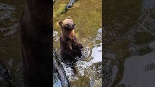 Brown bear  දුඹුරු වලසා Dehiwala zoo brownbear bear [upl. by Eahcim383]