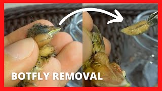 Botfly removal from birds with treatment [upl. by Llejk363]