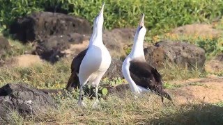 Laysan albatross  one more dance with sound [upl. by Anna-Diana583]