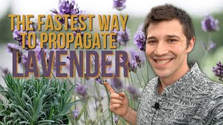 The Quickest Way to Propagate Lavender Stop Wasting Your VALUABLE TIME [upl. by Eural356]