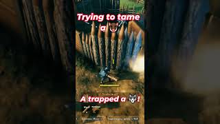 WE TRAPPED A 🐺 ❗❗ Valheim Funny Moments [upl. by Ayouqes50]