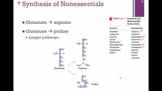 136Synthesis of Nonessential Amino Acids [upl. by Mad]