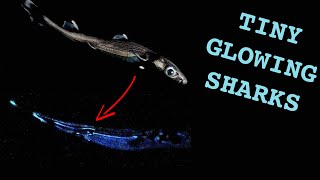 Sharks that GLOW [upl. by Jacklyn]