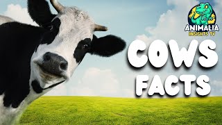 Cow Facts Beyond Your Milk Carton [upl. by Holihs682]