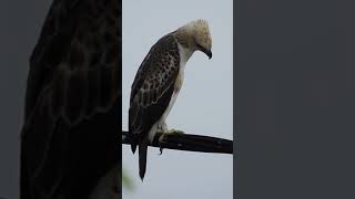 Changeable Hawk Eagle juvenile pale morph [upl. by Jedd520]