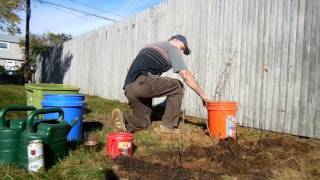 Planting Black Chokeberry [upl. by Nmutua]