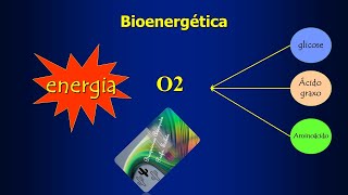 Bioenergética [upl. by Gnouhk]