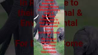 Exploring the Curious World of Animal Behavior shorts youtubeshorts mscviral ytshortstrending [upl. by Garretson]