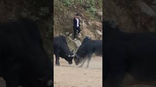 goviral bullfighting nepalbull shortvideo viral [upl. by Clio935]