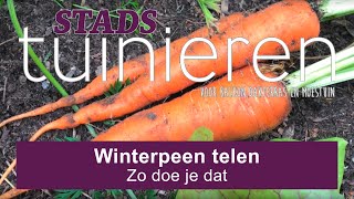 Stadstuinieren  Winterpeen zaaien en oogsten moestuin [upl. by Ylro]