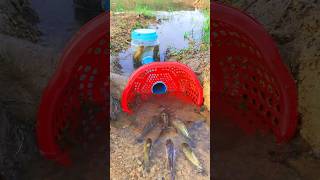 Survival Skills SIMPLE and USEFUL with PVC Fish trap survival shrots camping bushcraft skills [upl. by Hey416]