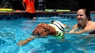 Dog Training How to Teach a Dog to swim [upl. by Lyda]