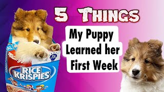 5 Things my Puppy Learned in her First Week 🐶 Dog Training 101 🐩Cricket the Sheltie Chronicles e024 [upl. by Rosenberg]