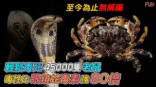 被譽為“海中眼鏡蛇”的毒蟹之王  一隻的毒素就能殺死500成年人，至今沒有解藥 [upl. by Eesak925]