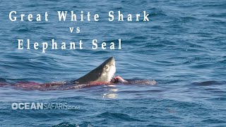 Great White Shark vs Elephant Seal [upl. by Alaekim]