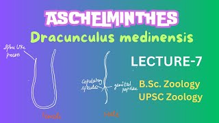 Dracunculus medinensis  Parasitic Aschelminthes  Nematodes  Zoology  Full Notes in description [upl. by Anyrb172]