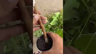 bonsai gardening fruit garden plants satisfying [upl. by Zilvia95]