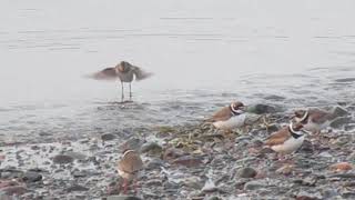 Plovers and Sandpipers [upl. by Eiznil883]