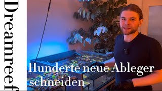 Hunderte neue Ableger🪸 Tutorial [upl. by Paviour]