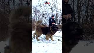 Grizzly dog doglover animals bigdog bear [upl. by Velleman]