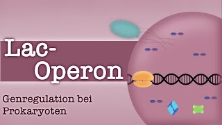 LacOperon  Genregulation bei Prokaryoten  Substratinduktion Endproduktrepression [upl. by Tonnie575]