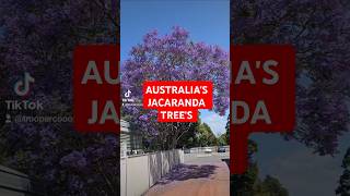 Just a video of beautiful purple Jacaranda trees in Australia 🇦🇺 trees nature travel Jacaranda [upl. by Folsom597]