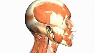 Skull tutorial 1  Bones of the Calvaria  Anatomy Tutorial PART 1 [upl. by Arny652]