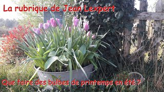 Que faire des bulbes de printemps en été   Monjardindansleslandes [upl. by Atsejam175]