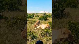 Lions Fighting for food safari animals wildlife shortsfeed viralvideo [upl. by Yks]