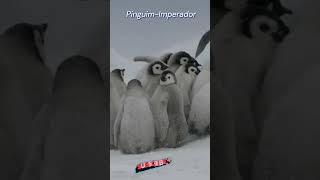 PinguimImperador O Rei do Frio Extremo 🐧❄️ [upl. by Yllek]