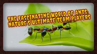 The Fascinating World of Ants Nature’s Ultimate Team Players ants [upl. by Eirameinna85]