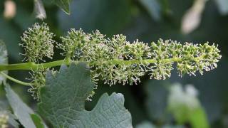 2011 Grape Growing Season  Grapevine Flowering and Grape Harvest Predictions [upl. by Neehsas]