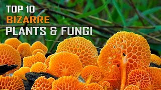 Top 10 Most Bizarre and Disgusting Plants and Fungi [upl. by Melak456]