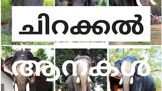 ചിറക്കൽ ആനകൾChirakkal ElephantsChirakkal Kalidasan mambi [upl. by Aubrie796]