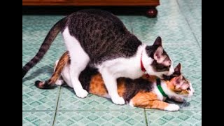 how long do cat mating last Pseudopregnancy in cats [upl. by Rednas25]