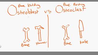 osteoblast vs osteoclast [upl. by Naj757]