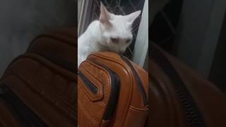 Bolsa de gente rica 😸👛🐈 gatinha [upl. by Ydnagrub]