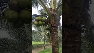 rawatan kelapa pandan wangi pakae asap [upl. by Neelak337]