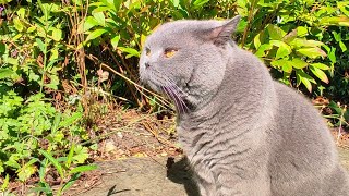 British Shorthair Cat In The Nature [upl. by Ynnattirb341]