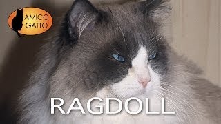 RAGDOLL trailer documentario razza felina [upl. by Einnig950]