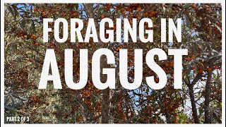 Foraging in August  UK Wildcrafts Foraging Calendar Part 2 of 3 [upl. by Liw]