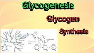 Glycogenesis glycogen synthesis biochemistry glycogen glycogenesis [upl. by Etana]