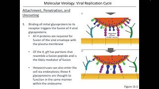 Virology Chapter 13 Part 2 [upl. by Asiela630]